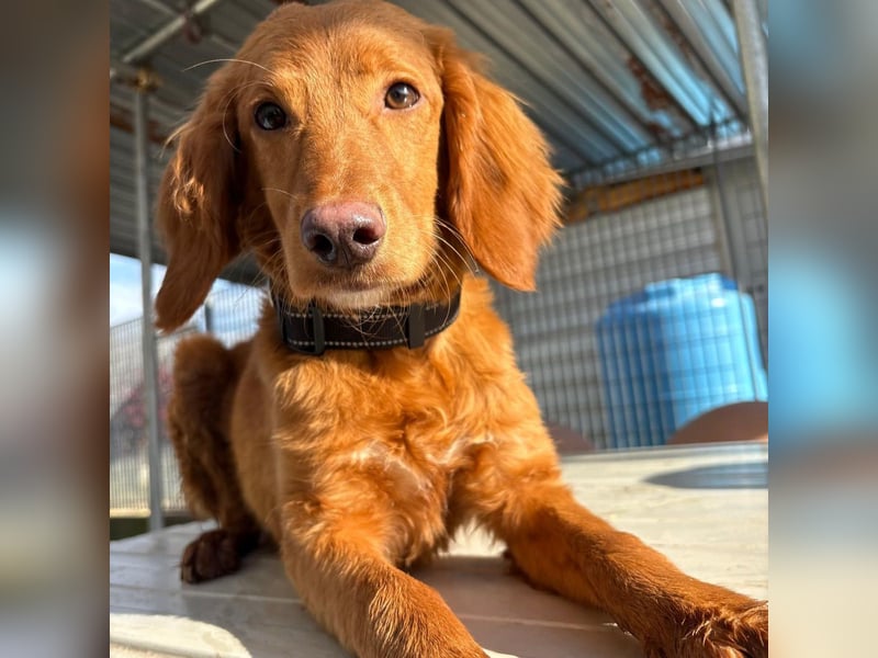 Arnold - ein kleiner, sanfter Bub, schuldlos in den Zwinger abgeschoben - sucht liebevolles Zuhause