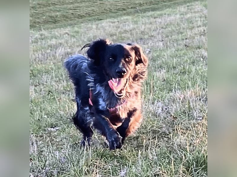 Wesley - (Neues Zuhause gesucht) - wann geht es los?