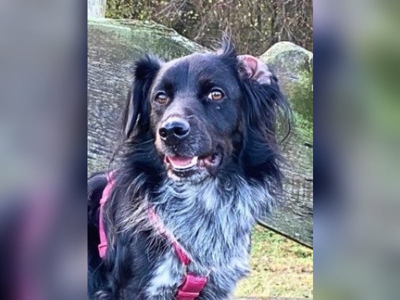 Wesley - (Neues Zuhause gesucht) - wann geht es los?