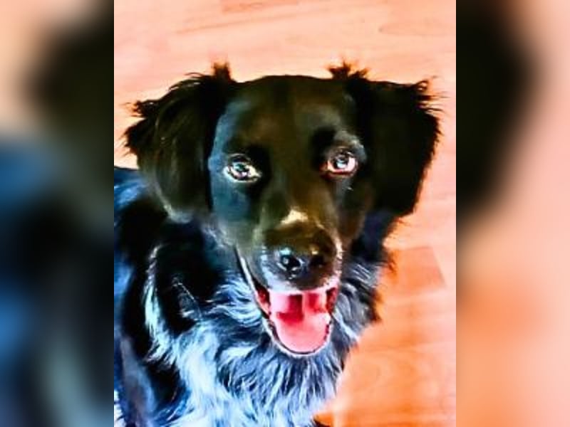 Wesley - (Neues Zuhause gesucht) - wann geht es los?