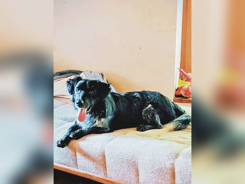 Wesley - (Neues Zuhause gesucht) - wann geht es los?