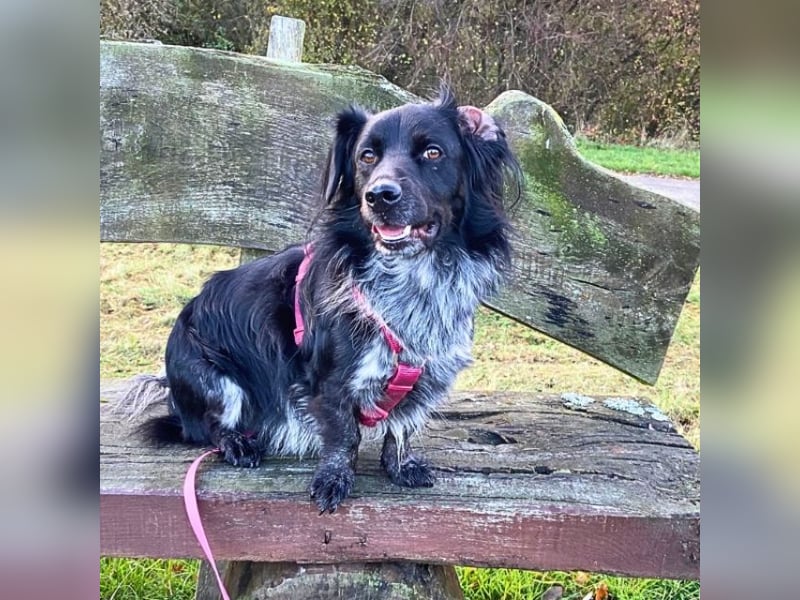 Wesley - (Neues Zuhause gesucht) - wann geht es los?