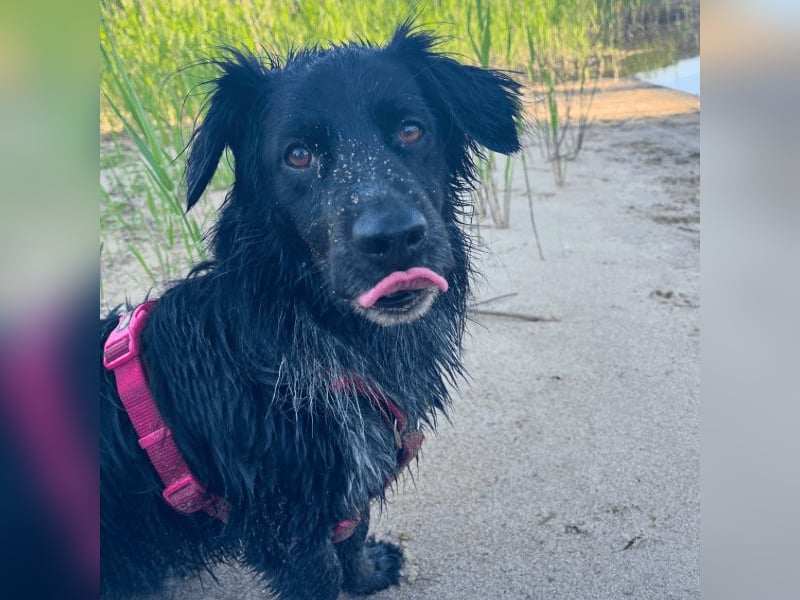 Wesley - (Neues Zuhause gesucht) - wann geht es los?