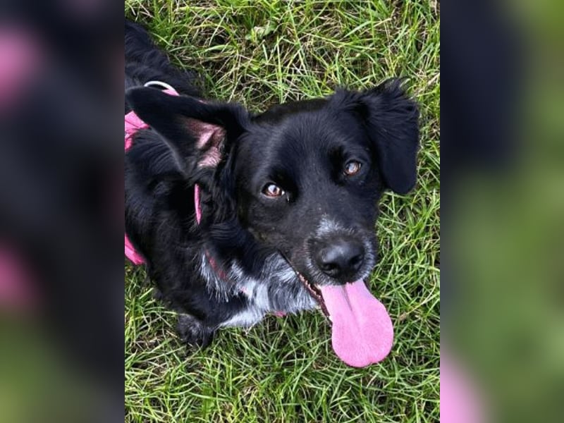 Wesley - wann geht es los?