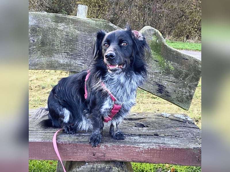 Wesley - (Neues Zuhause gesucht) - wann geht es los?