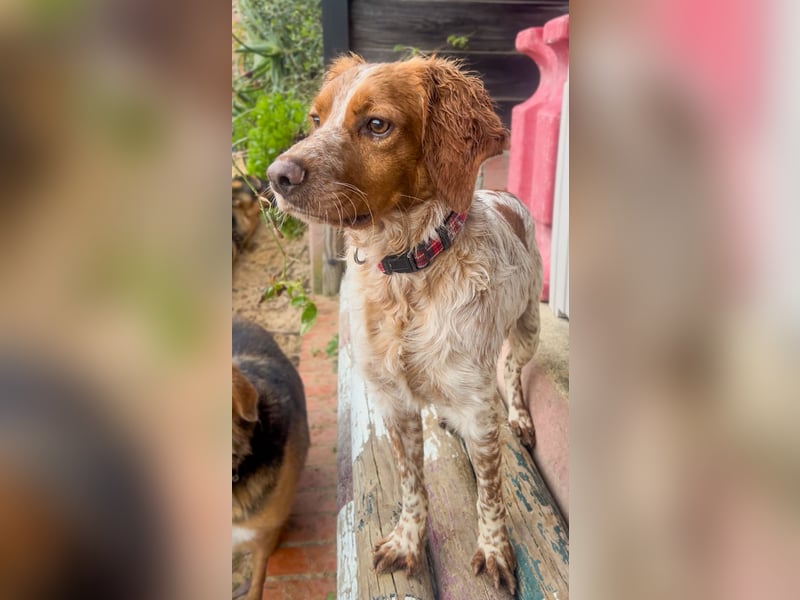 Zauberhafter Bretone Gianni wartet in 52076 Aachen auf dich!