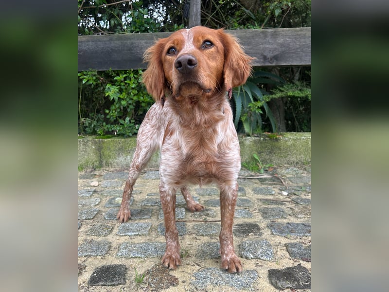 Liebenswerter Bretone Theo wartet in Portugal auf unserem Tierschutzhof auf dich!