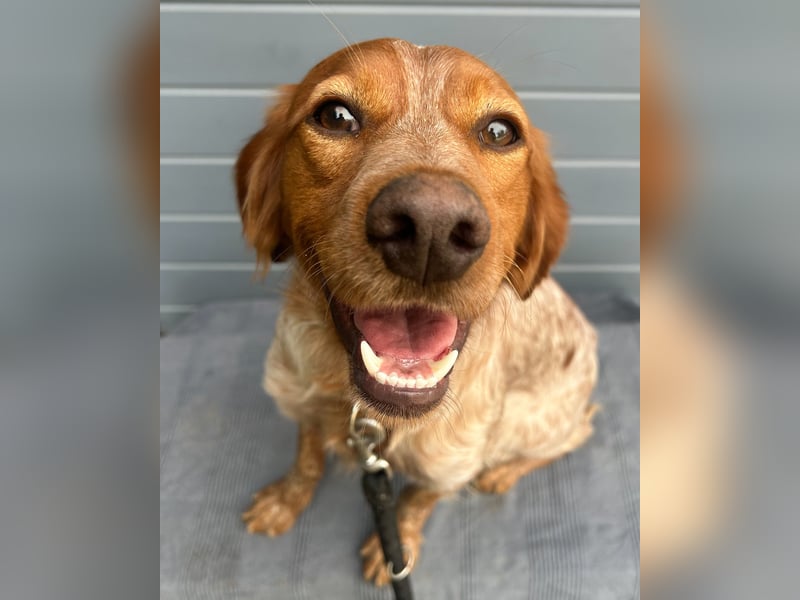 Liebenswerter Bretone Theo wartet in Portugal auf unserem Tierschutzhof auf dich!