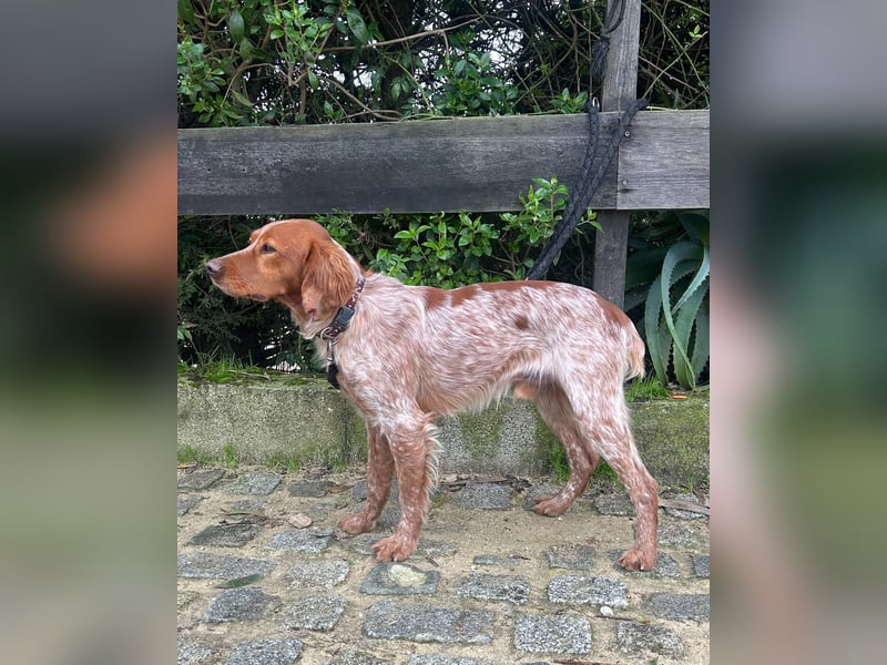 Liebenswerter Bretone Theo wartet in Portugal auf unserem Tierschutzhof auf dich!