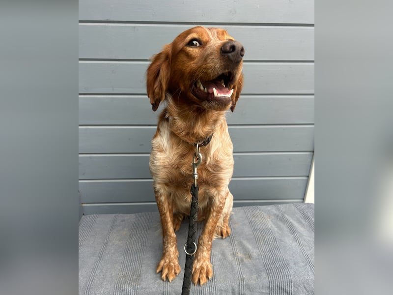 Liebenswerter Bretone Theo wartet in Portugal auf unserem Tierschutzhof auf dich!