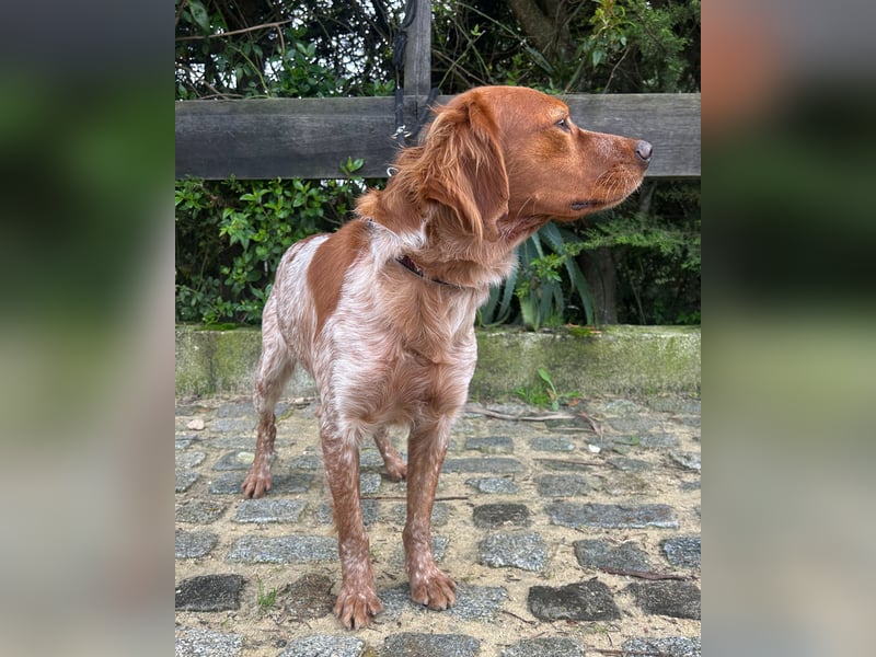 Liebenswerter Bretone Theo wartet in Portugal auf unserem Tierschutzhof auf dich!