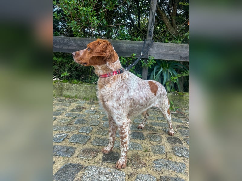 Zauberhafter Bretone Gianni wartet in 52076 Aachen auf dich!