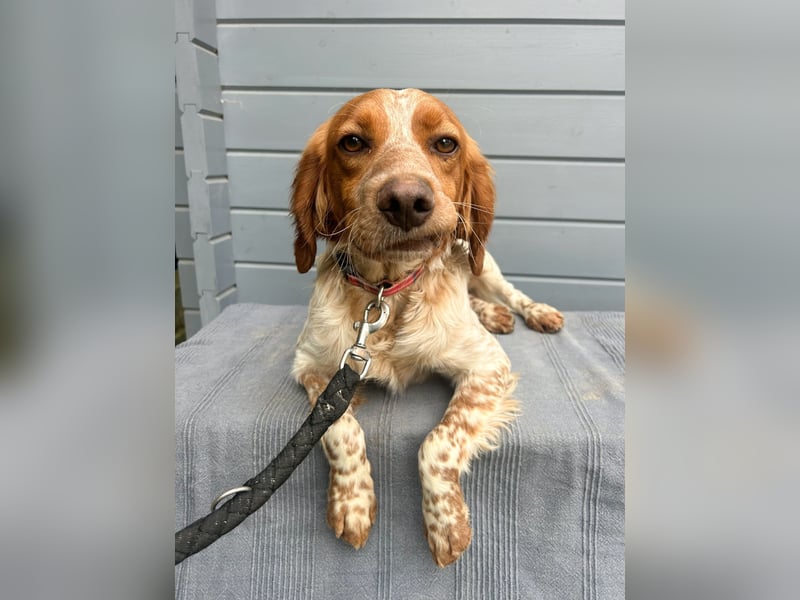 Zauberhafter Bretone Gianni wartet in 52076 Aachen auf dich!