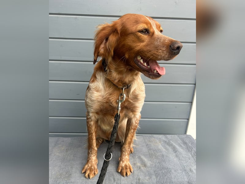 Liebenswerter Bretone Theo wartet in Portugal auf unserem Tierschutzhof auf dich!