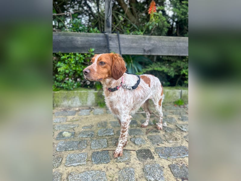 Zauberhafter Bretone Gianni wartet in 52076 Aachen auf dich!