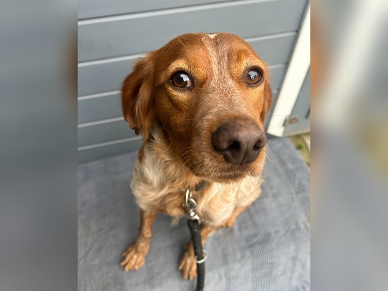 Liebenswerter Bretone Theo wartet in Portugal auf unserem Tierschutzhof auf dich!