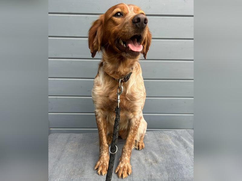 Liebenswerter Bretone Theo wartet in Portugal auf unserem Tierschutzhof auf dich!