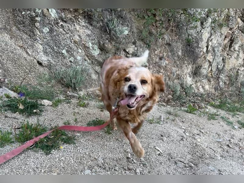 DIANA - superlieb und anhänglich