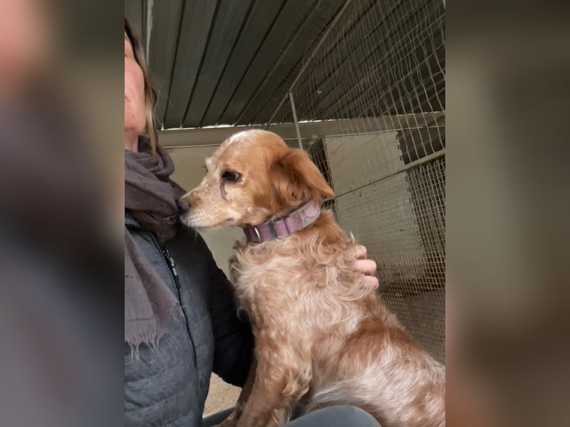 DIANA - superlieb und anhänglich