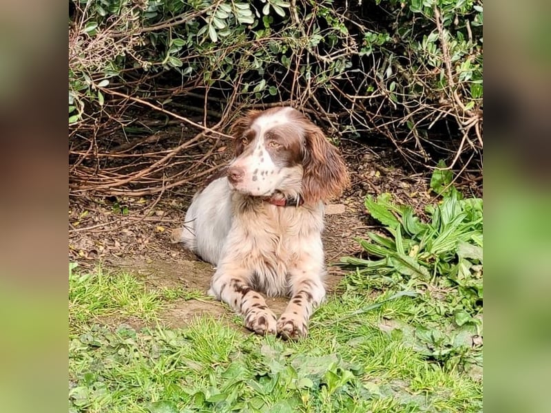 CARLOTTA - verschmuste Schönheit