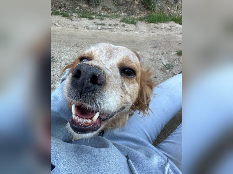 DIANA - superlieb und anhänglich