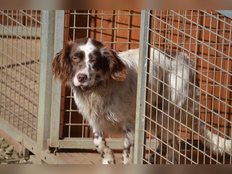 CARLOTTA - verschmuste Schönheit