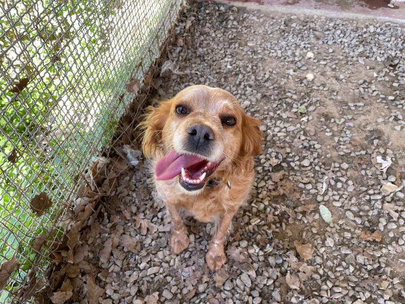 DIANA - superlieb und anhänglich