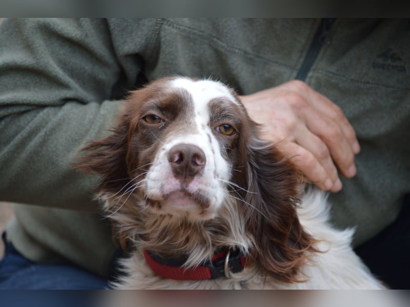 CARLOTTA - verschmuste Schönheit