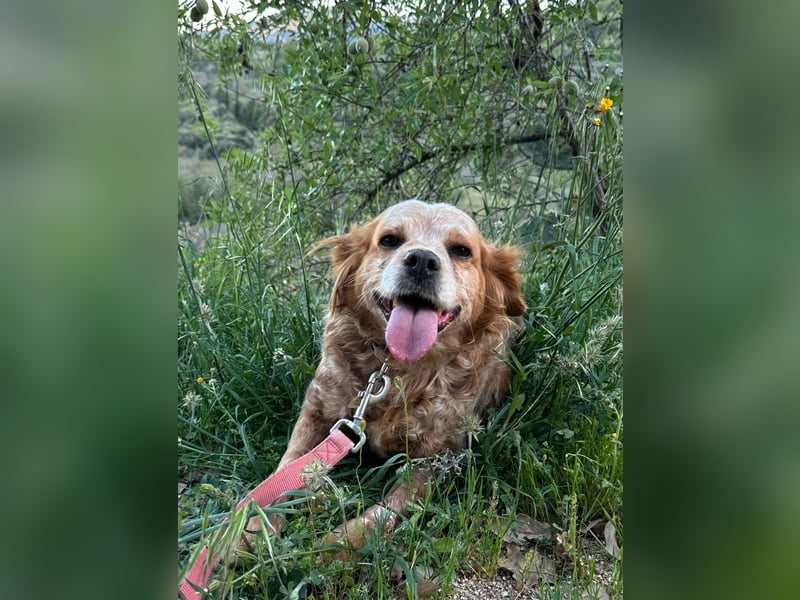 DIANA - superlieb und anhänglich