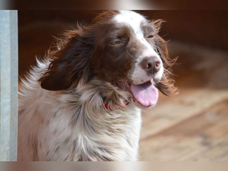 CARLOTTA - verschmuste Schönheit