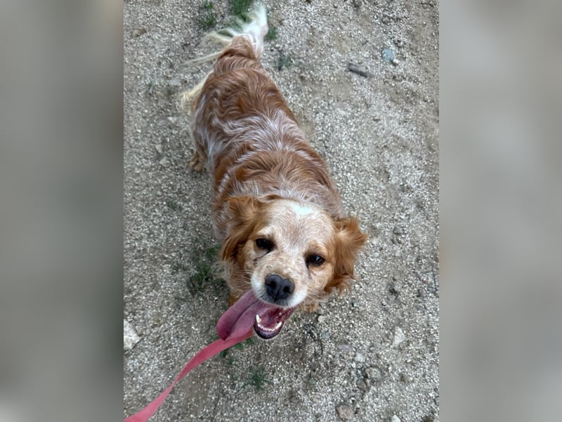 DIANA - superlieb und anhänglich