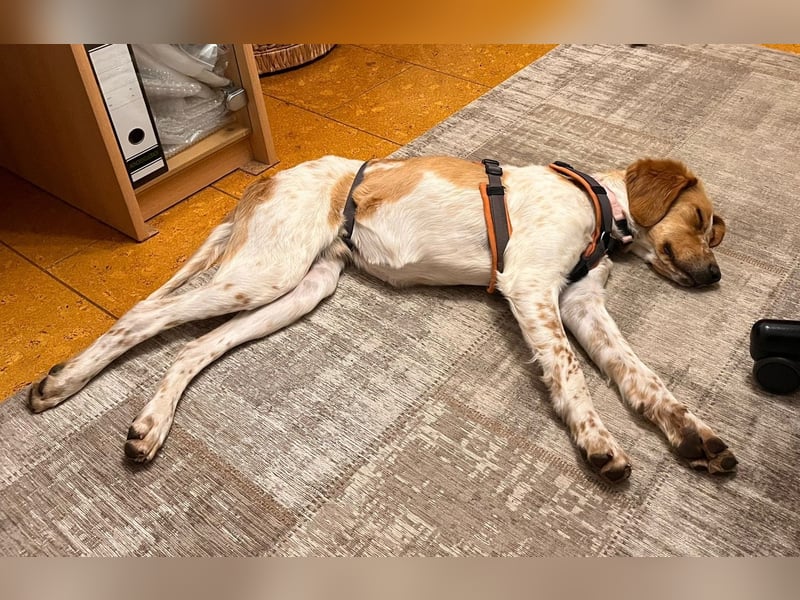 Fenix sucht sein Für immer Zuhause