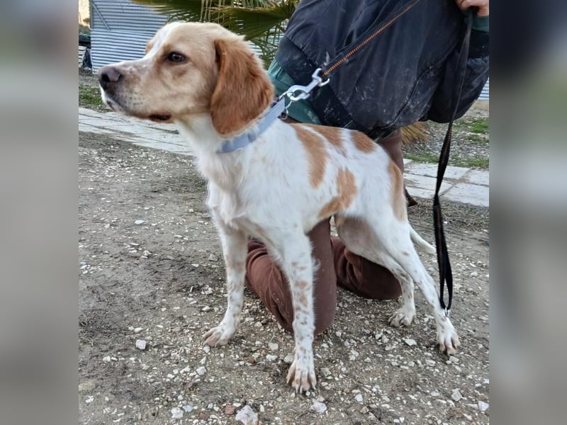 Fenix sucht sein Für immer Zuhause