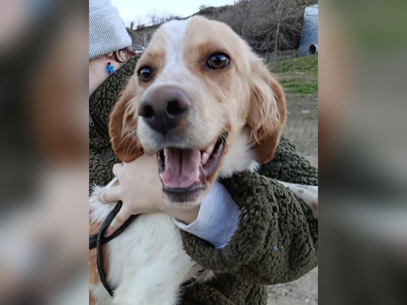 Fenix sucht sein Für immer Zuhause