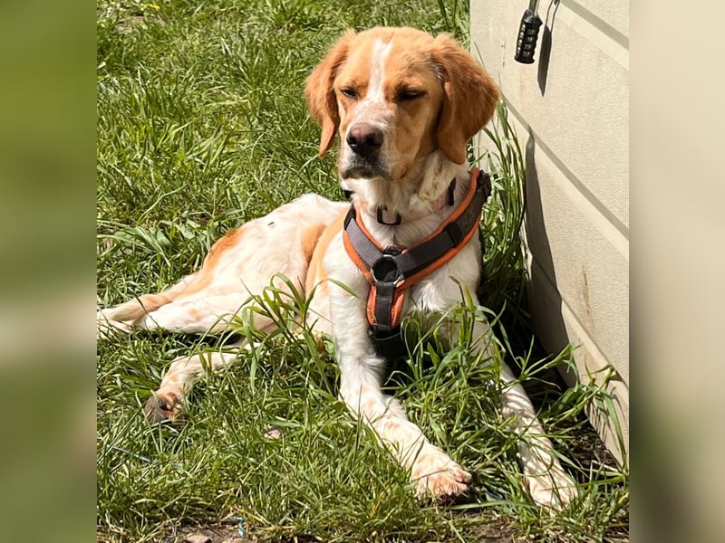 Fenix sucht sein Für immer Zuhause