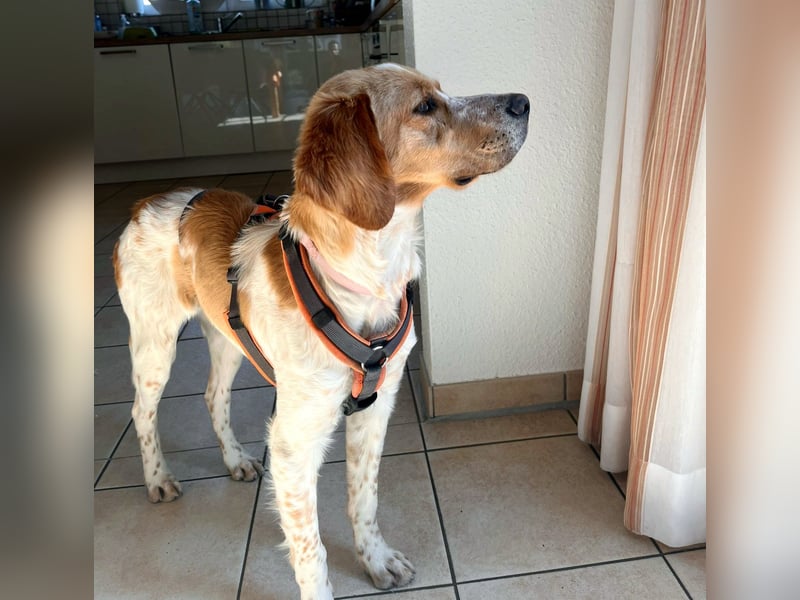 Fenix sucht sein Für immer Zuhause