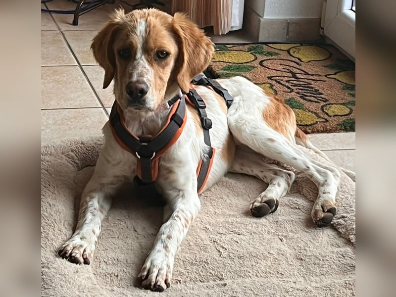 Fenix sucht sein Für immer Zuhause