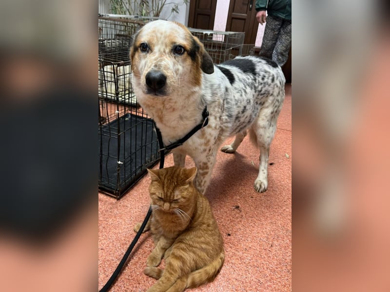 Amy - katzenverträglich, lieb