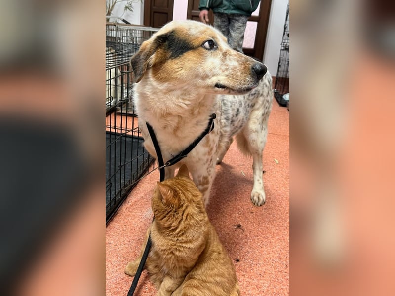 Amy - katzenverträglich, lieb