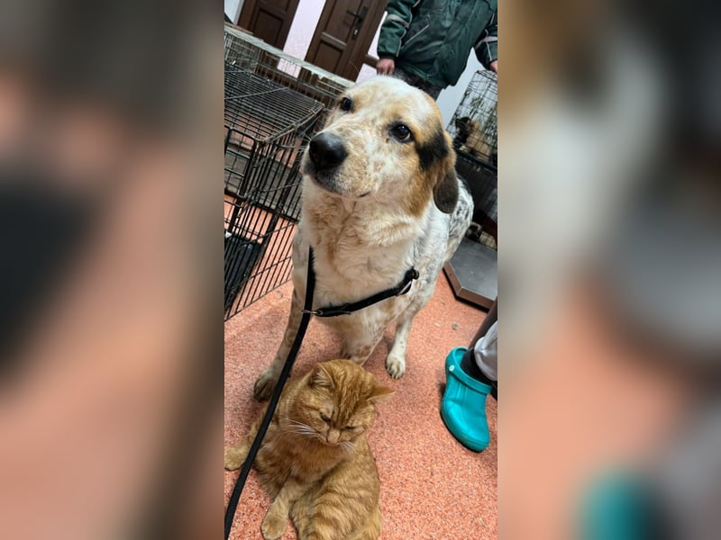 Amy - katzenverträglich, lieb