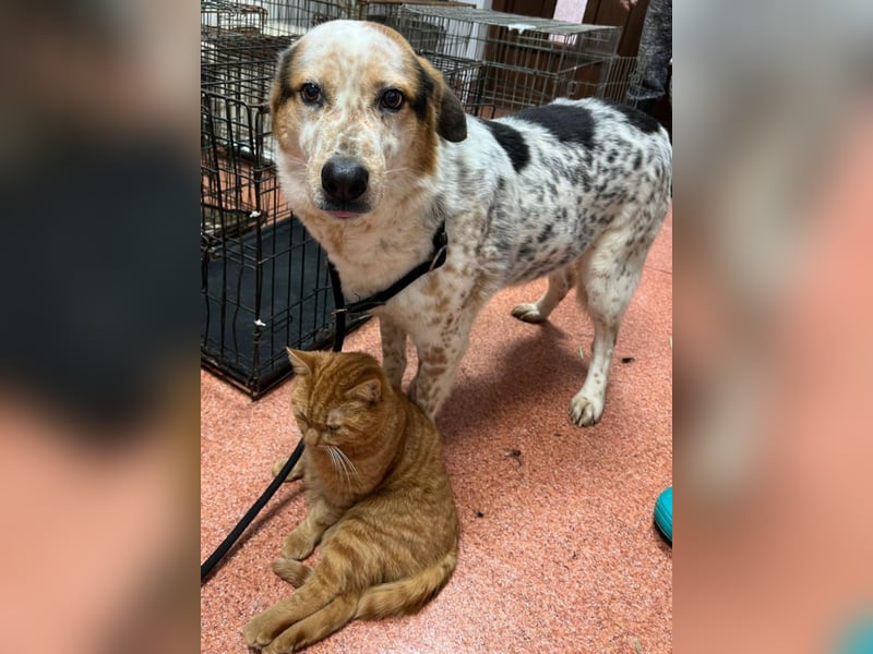 Amy - katzenverträglich, lieb