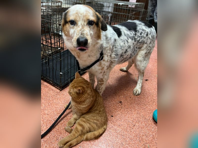 Amy - katzenverträglich, lieb