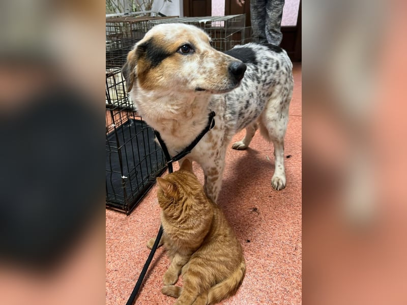 Amy - katzenverträglich, lieb