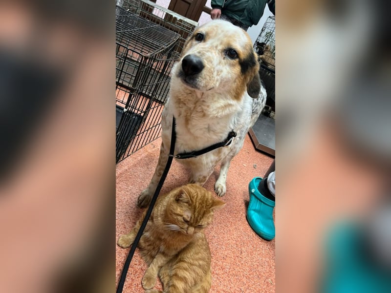 Amy - katzenverträglich, lieb