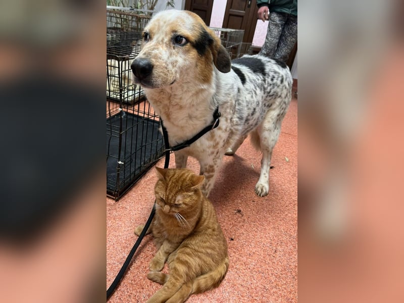 Amy - katzenverträglich, lieb