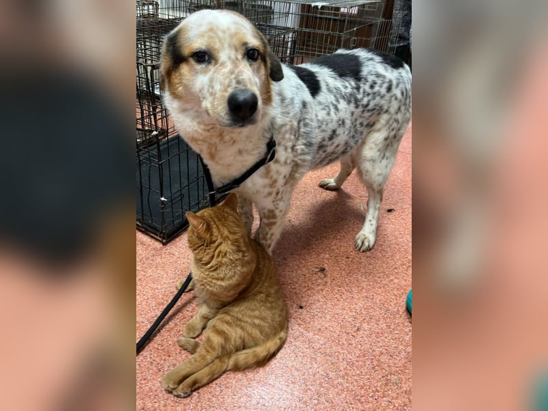 Amy - katzenverträglich, lieb