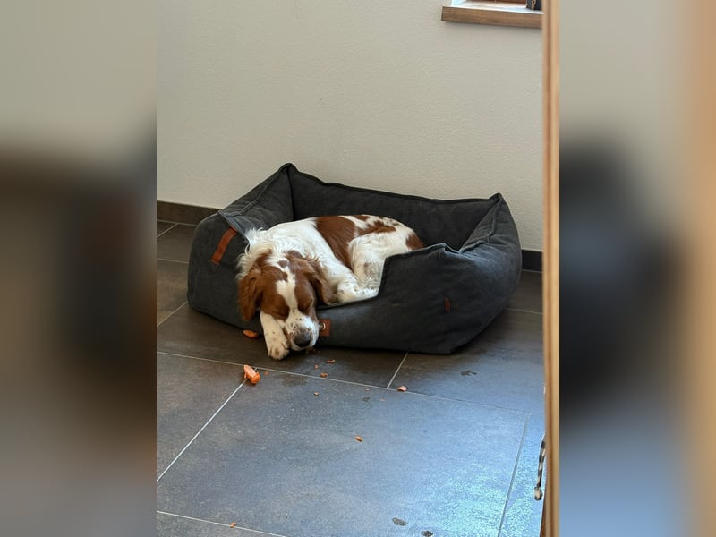 Rüde SAM sucht sein Für-immer-Zuhause