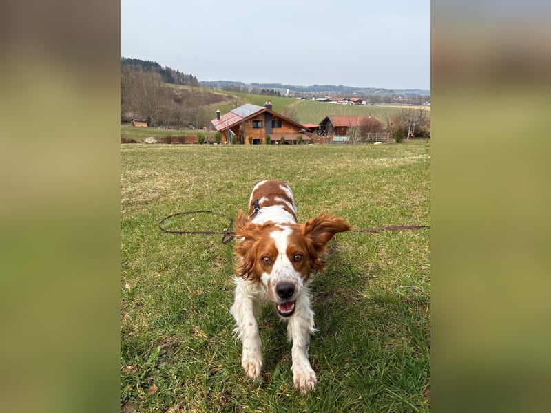 Rüde SAM sucht sein Für-immer-Zuhause