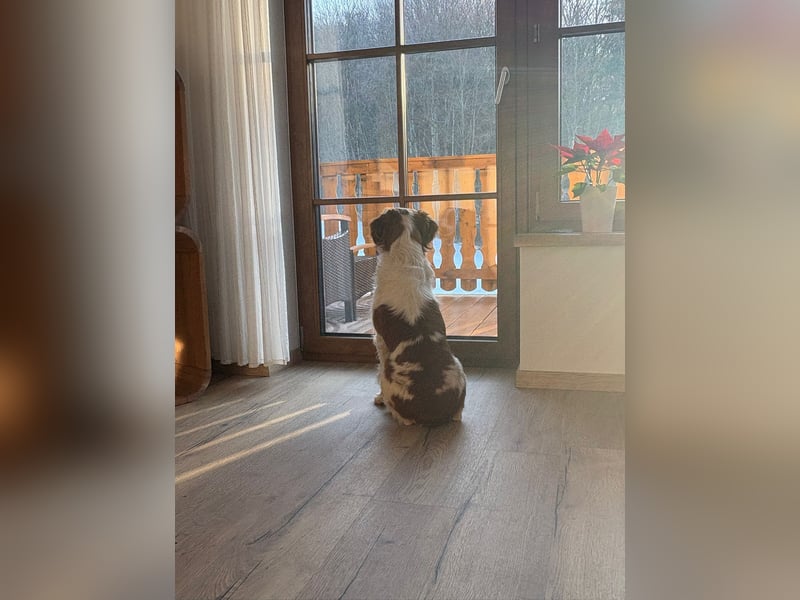 Rüde SAM sucht sein Für-immer-Zuhause
