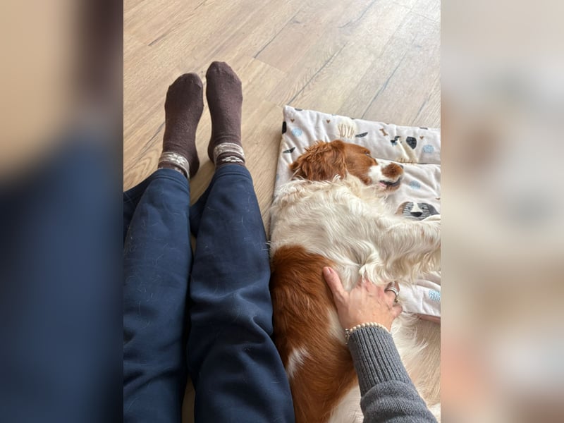 Rüde SAM sucht sein Für-immer-Zuhause